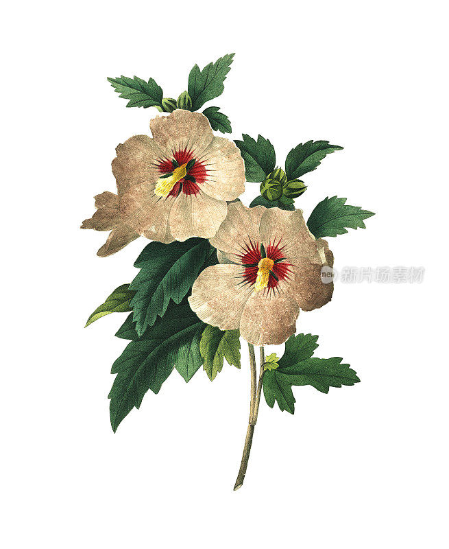 Althaea frutex | Redoute Flower插图